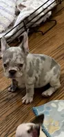 Paulina, a female French Bulldog for sale in Burlington, NC – 1 of 1
