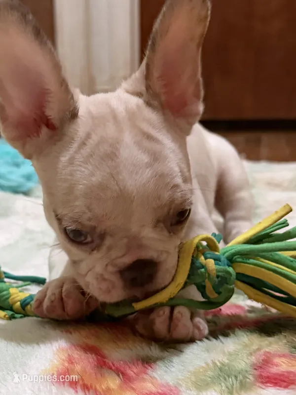 AKC Ronaldo – French Bulldog puppy for sale in Burlington, NC