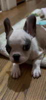 Make-up Expert Martha, a female French Bulldog for sale in Burlington, NC – 3 of 8
