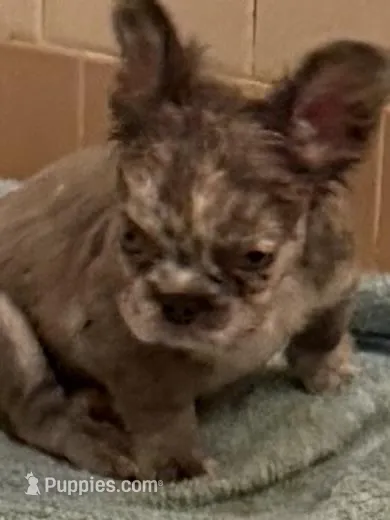 Julia , a female French Bulldog for sale in Burlington, NC – Photo 1 of 3