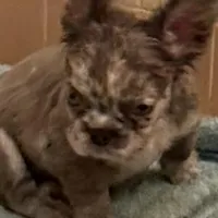 Julia , a female French Bulldog for sale in Burlington, NC – Photo 1 of 3