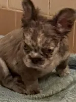 Julia , a female French Bulldog for sale in Burlington, NC – Photo 1 of 3