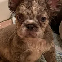 Julia , a female French Bulldog for sale in Burlington, NC – Photo 3 of 3