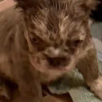 Julia , a female French Bulldog for sale in Burlington, NC – Photo 2 of 3