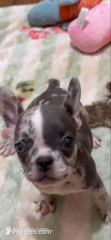 Napoleona – French Bulldog puppy for sale in Burlington, NC