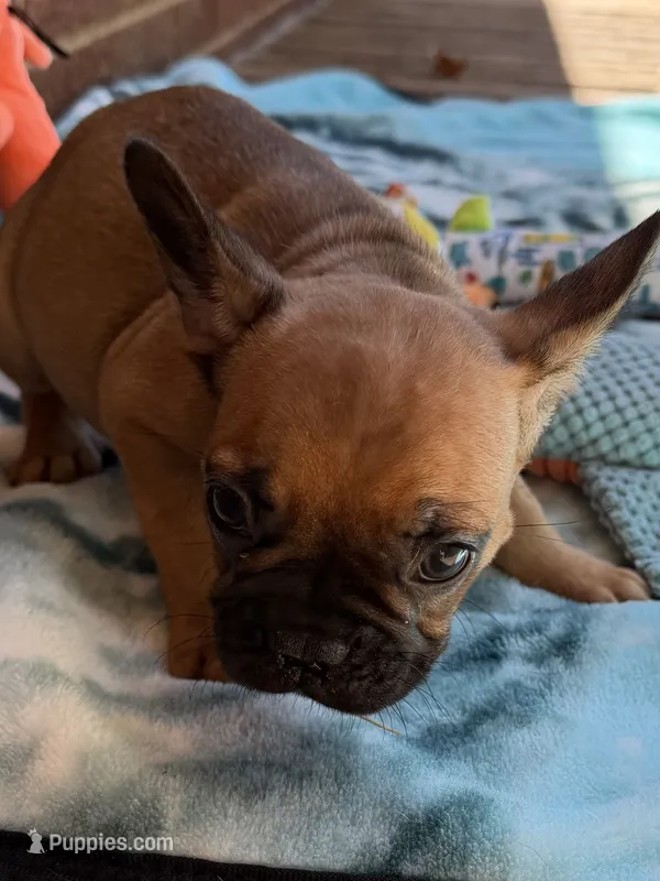 Brownie  – French Bulldog puppy for sale in Burlington, NC