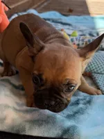 Brownie , a male French Bulldog for sale in Burlington, NC – 1 of 8