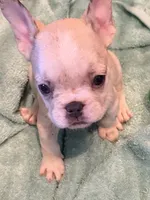Ronaldo , a male French Bulldog for sale in Burlington, NC – 2 of 2