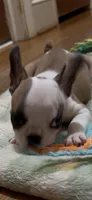 Make-up Expert Martha, a female French Bulldog for sale in Burlington, NC – 2 of 8
