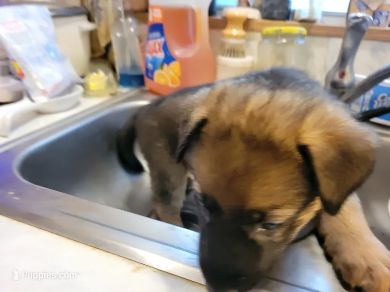 Eva – German Shepherd Dog puppy on hold in Choctaw Beach, FL