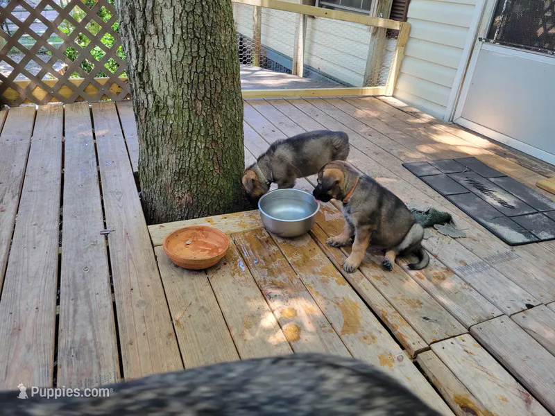 Eva – German Shepherd Dog puppy on hold in Choctaw Beach, FL