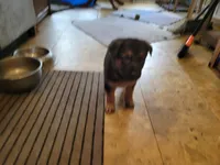Gabriel, a male German Shepherd Dog for sale in Choctaw Beach, FL – 4 of 5