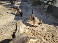 Gabriel, a male German Shepherd Dog for sale in Choctaw Beach, FL – 5 of 6