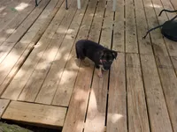 Gabriel, a male German Shepherd Dog for sale in Choctaw Beach, FL – 2 of 5