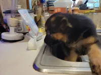 Gabriel, a male German Shepherd Dog for sale in Choctaw Beach, FL – 1 of 6