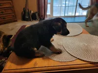 Gabriel, a male German Shepherd Dog for sale in Choctaw Beach, FL – 3 of 5