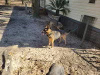 Gabriel, a male German Shepherd Dog for sale in Choctaw Beach, FL – 4 of 6