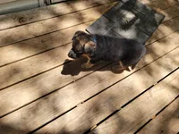 Gabriel, a male German Shepherd Dog for sale in Choctaw Beach, FL – 5 of 5