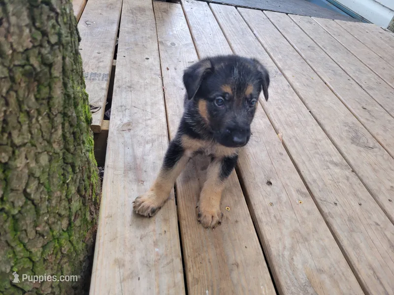 Gabriel – German Shepherd Dog puppy for sale in Choctaw Beach, FL