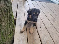 Gabriel, a male German Shepherd Dog for sale in Choctaw Beach, FL – 1 of 5