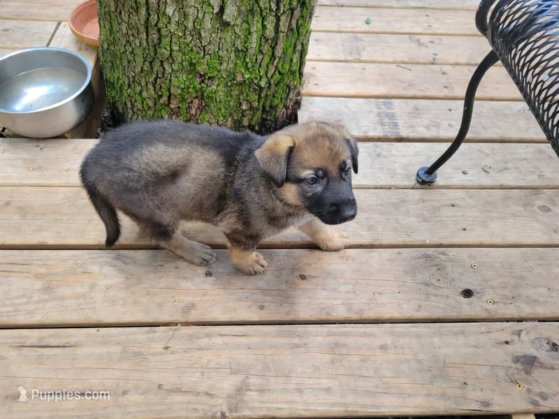 Savannah – German Shepherd Dog puppy for sale in Choctaw Beach, FL