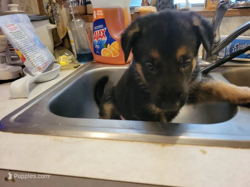 Rocco – German Shepherd Dog puppy for sale in Choctaw Beach, FL