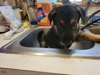 Rocco, a male German Shepherd Dog for sale in Choctaw Beach, FL – 1 of 1