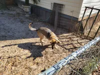 Gabriel, a male German Shepherd Dog for sale in Choctaw Beach, FL – 3 of 6