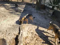 Gabriel, a male German Shepherd Dog for sale in Choctaw Beach, FL – 6 of 6