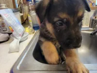 Gabriel, a male German Shepherd Dog for sale in Choctaw Beach, FL – 2 of 6