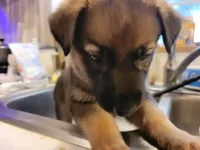 Savannah, a female German Shepherd Dog for sale in Choctaw Beach, FL – 1 of 1