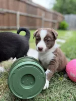 Junior, a male Australian Kelpie and Border Collie for sale in Denton, TX – 2 of 2