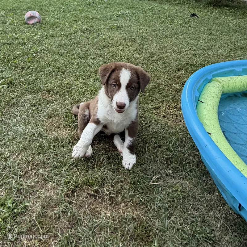 Junior – Australian Kelpie, Border Collie puppy for sale in Denton, TX