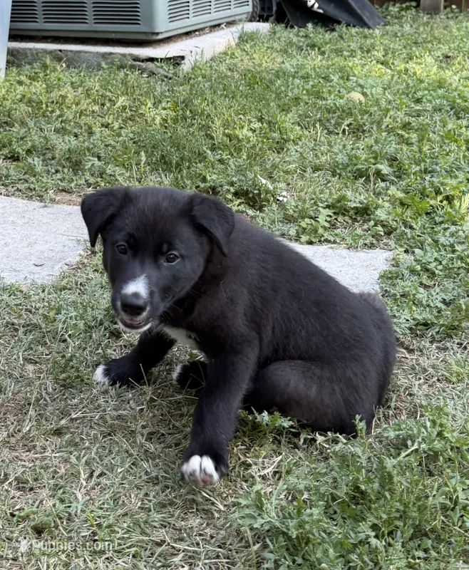 Spade – Australian Kelpie, Border Collie puppy for sale in Denton, TX