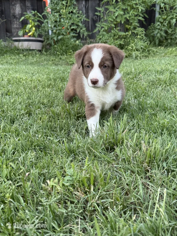 Junior – Australian Kelpie, Border Collie puppy for sale in Denton, TX
