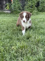Junior, a male Australian Kelpie and Border Collie for sale in Denton, TX – 1 of 2