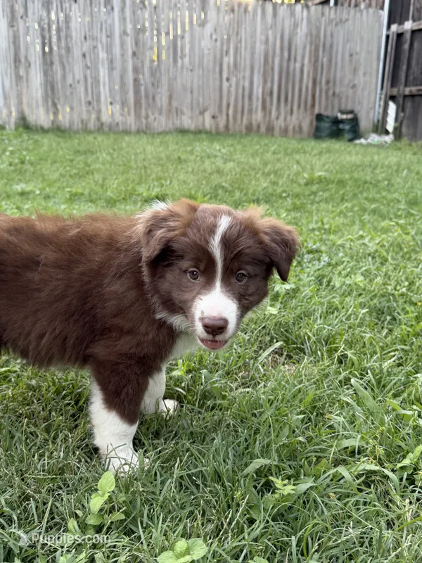Rambo – Australian Kelpie, Border Collie puppy for sale in Denton, TX