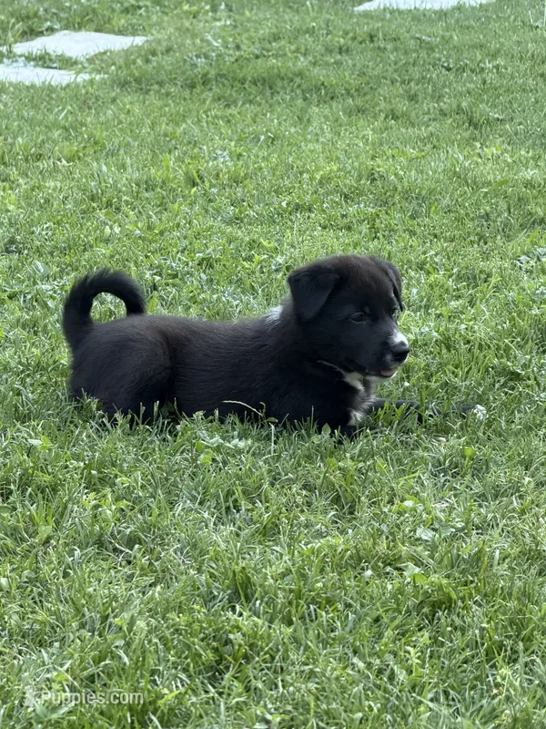 Spade – Australian Kelpie, Border Collie puppy for sale in Denton, TX