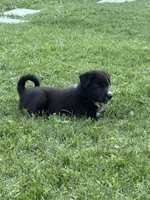 Spade, a male Australian Kelpie and Border Collie for sale in Denton, TX – 1 of 3