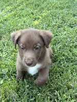 Spud, a male Australian Kelpie and Border Collie for sale in Denton, TX – 3 of 3