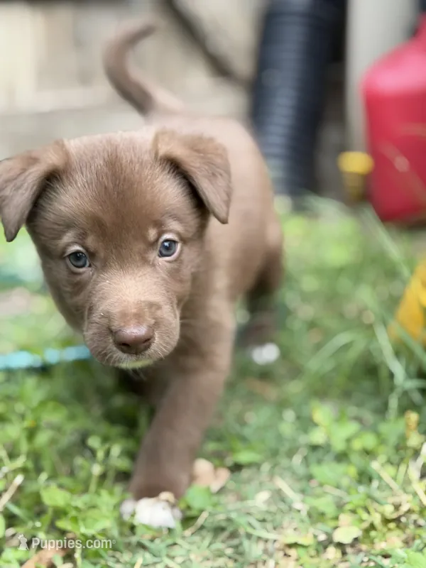 Spud – Australian Kelpie, Border Collie puppy for sale in Denton, TX