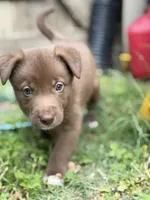Spud, a male Australian Kelpie and Border Collie for sale in Denton, TX – 1 of 3