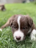 Rambo, a male Australian Kelpie and Border Collie for sale in Denton, TX – 2 of 3