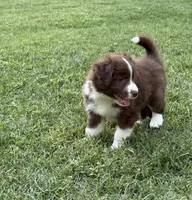 Rambo, a male Australian Kelpie and Border Collie for sale in Denton, TX – 1 of 3