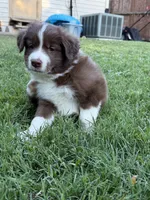 Rambo, a male Australian Kelpie and Border Collie for sale in Denton, TX – 3 of 3