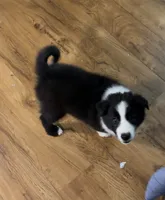 Colt, a male Border Collie for sale in Denton, TX – 3 of 3