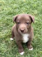 Spud, a male Australian Kelpie and Border Collie for sale in Denton, TX – 2 of 3