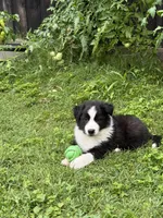 Colt, a male Border Collie for sale in Denton, TX – 1 of 3