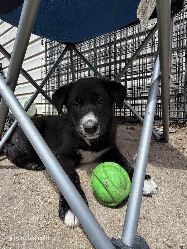 Spade – Australian Kelpie, Border Collie puppy for sale in Denton, TX