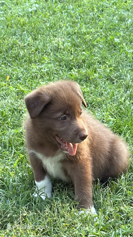 Socks – Australian Kelpie, Border Collie puppy for sale in Denton, TX